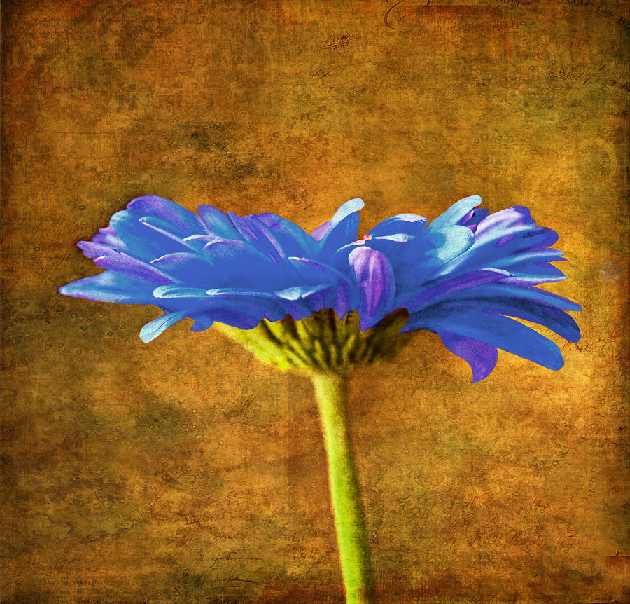 Daisy Photograph - Blue Gerbara Daisy  by Sandi OReilly