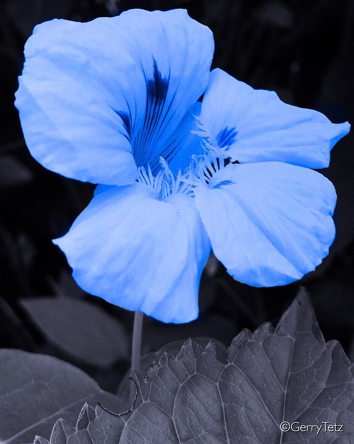 Blue Photograph