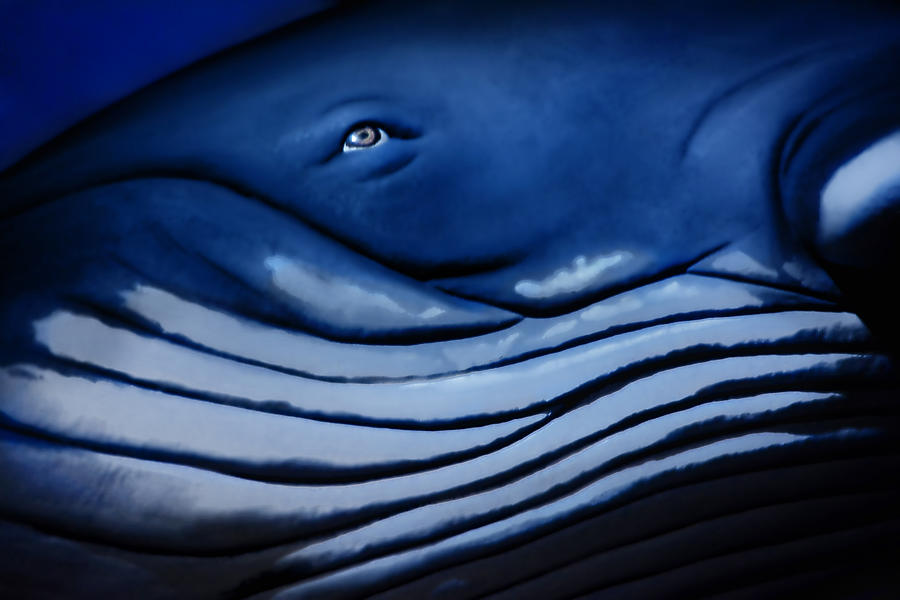 Blue Giant Of The Ocean Photograph by Joachim G Pinkawa
