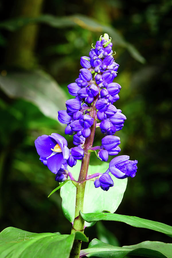 Blue Ginger Photograph by Jim Thompson