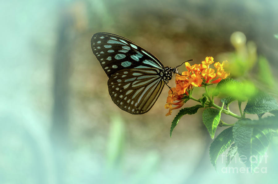 Blue Glassy Tiger Butterfly Photograph by Michelle Meenawong