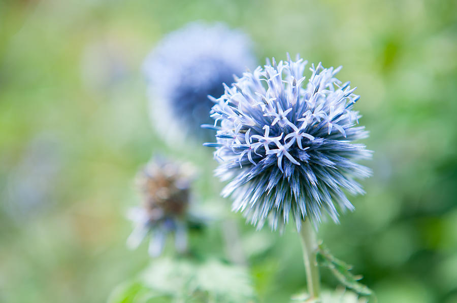 Blue Globe Thistle Flower Photograph by Helen Jackson