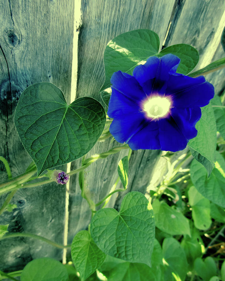 Blue Glory Bloom Photograph by Tony Grider