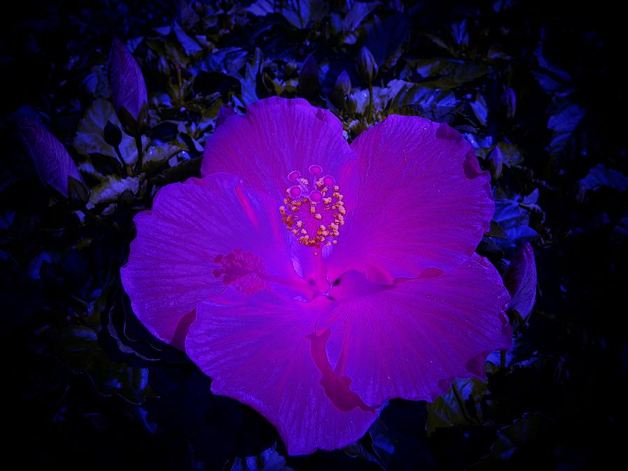 Blue Glow Hibiscus Photograph by Sheri McLeroy