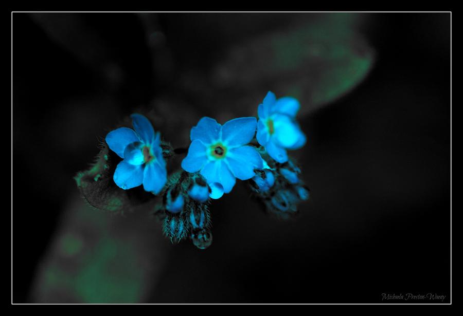 Blue Glow by Michaela Preston Blue Glow by Michaela Preston