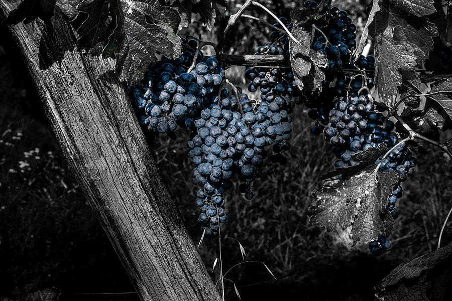 Blue Grapes 2 Photograph by Wolfgang Stocker