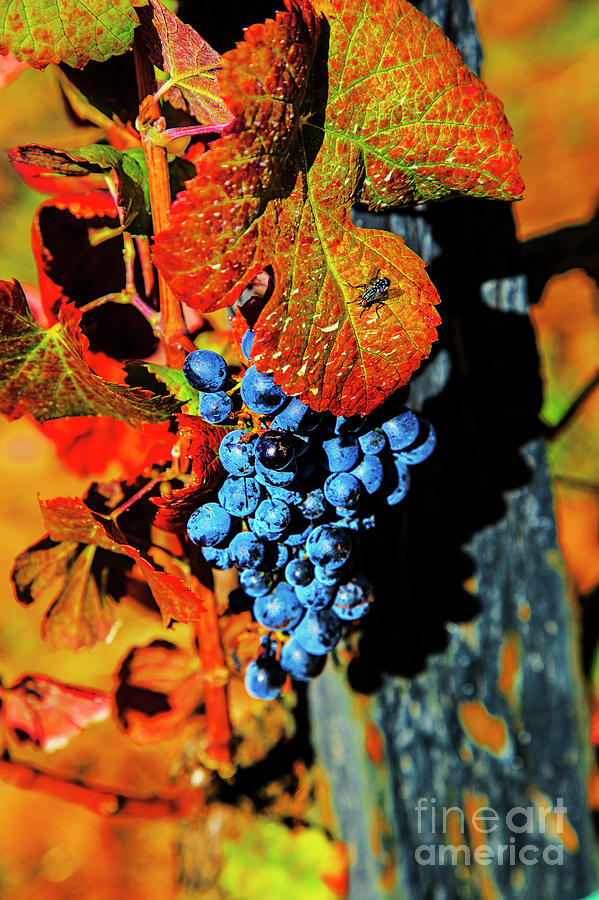 Blue Grapes Photograph by Rick Bragan