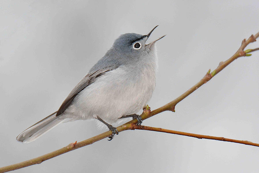 Blue-gray Gnatcatcher Photograph by Alan Lenk