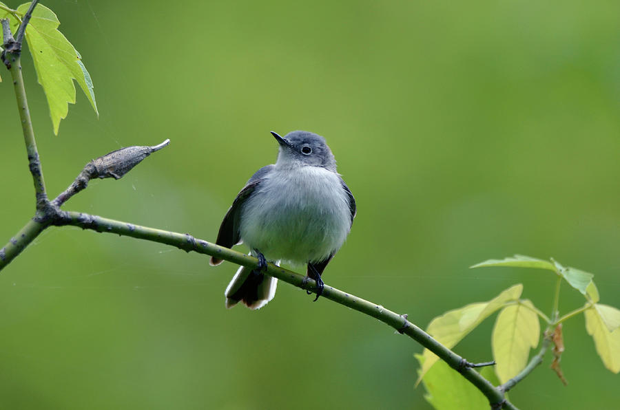 Nature Photograph - Blue -Gray Gnatcatcher by Ann Bridges