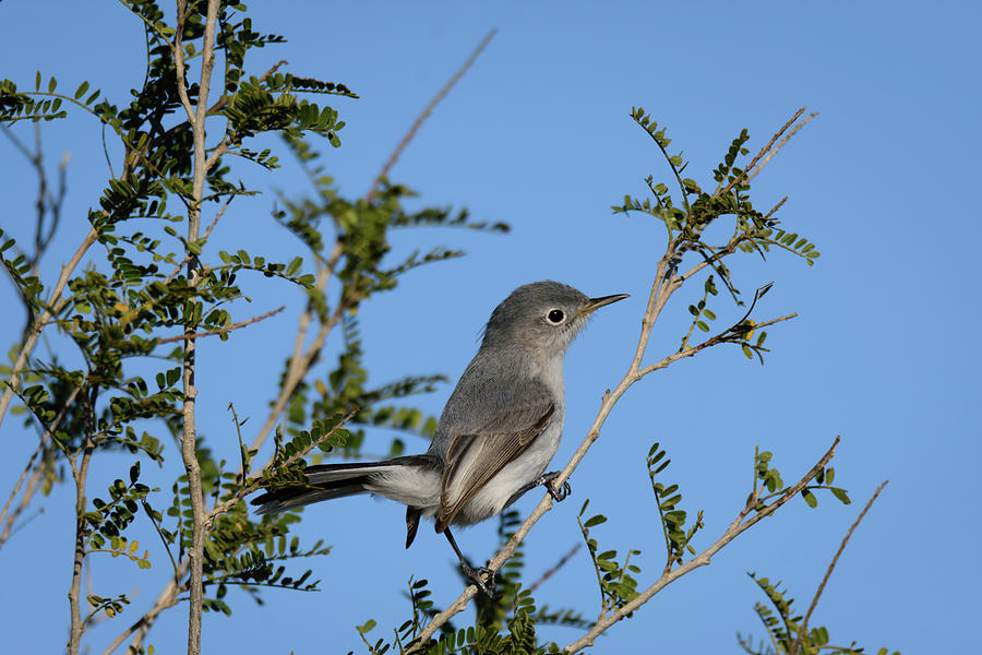 Blue-gray Gnatcatcher at Falcon State Park of Texas Photograph by Debra Martz