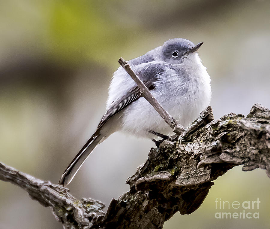 Gnatcatcher - Wikipedia