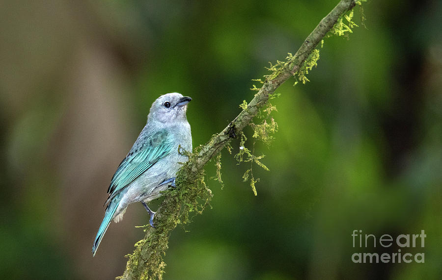 Blue Gray Tanager Photograph by Ed McDermott