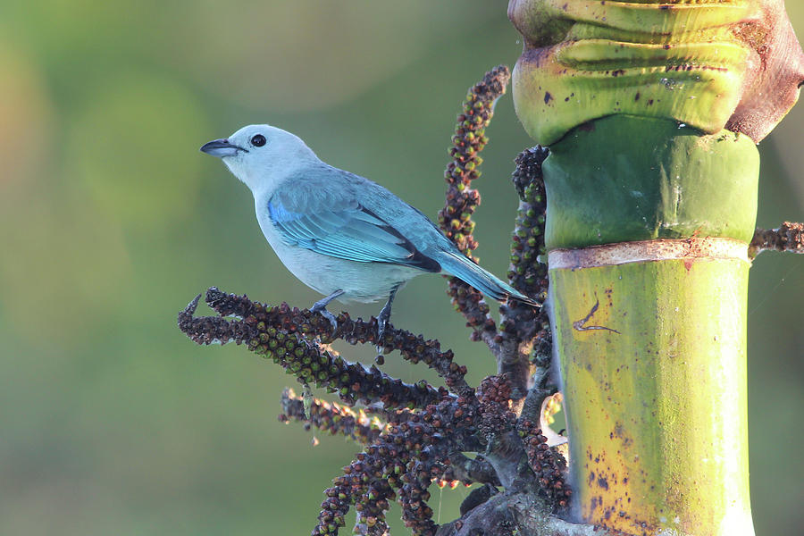 Blue-gray Tanager Tropical Photograph