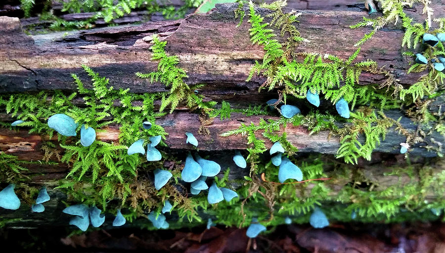Blue Green Cap Fungus Photograph by Brook Burling