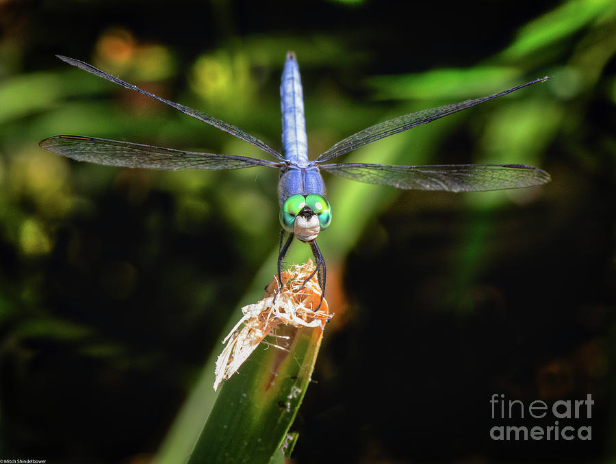 Blue Green Dragonfly Photograph by Mitch Shindelbower
