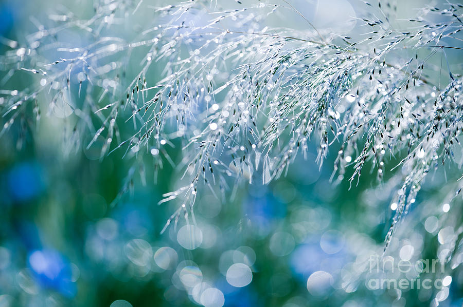 Blue green grass shining Photograph by Arletta Cwalina