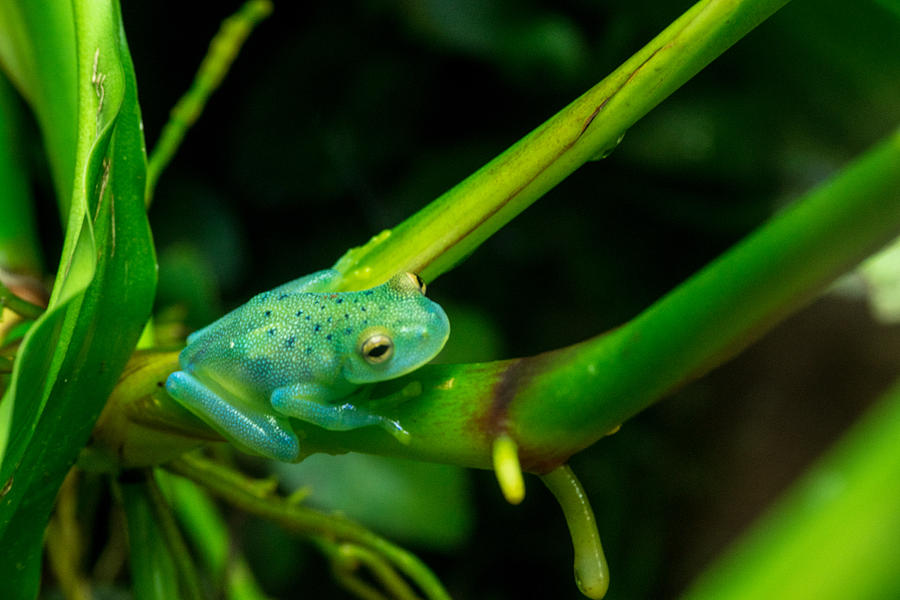 Blue-Green Tropical Frog Sitting Photograph by Douglas Barnett