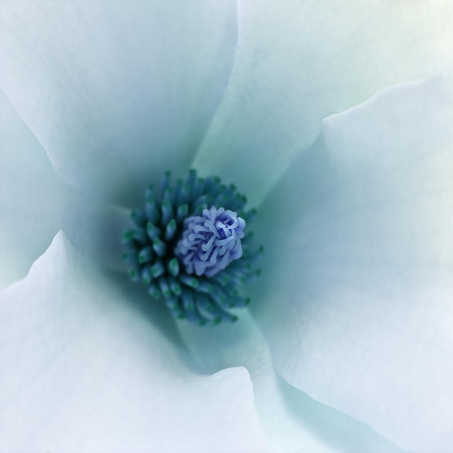 Abstract Blue Green White Flowers Macro Photography Art Work Photograph by Nadja Drieling - Flower- Garden and Nature Photography - Art Shop