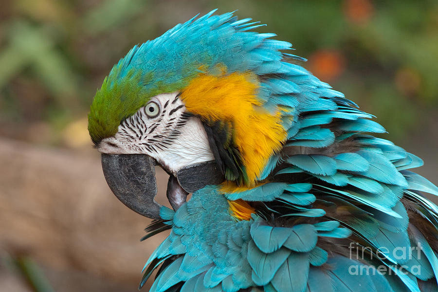 Green And Yellow Macaw