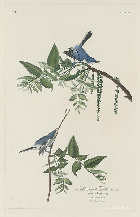 John James Audubon Drawing - Blue-Grey Flycatcher by Dreyer Wildlife Print Collections 
