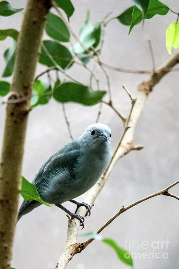 Blue-Grey Tanager 2 Photograph by Ed Taylor