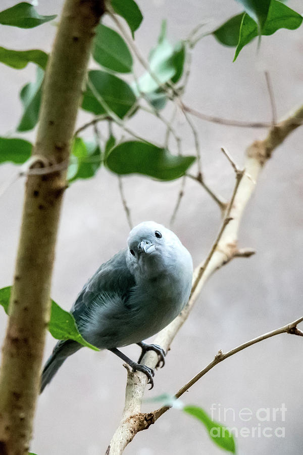 Blue-Grey Tanager Photograph by Ed Taylor