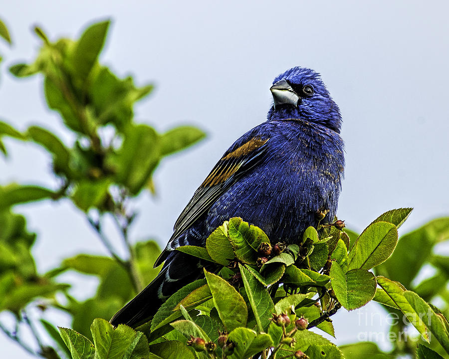 Blue Grosbeak in a Tree Photograph by Nick Zelinsky Jr