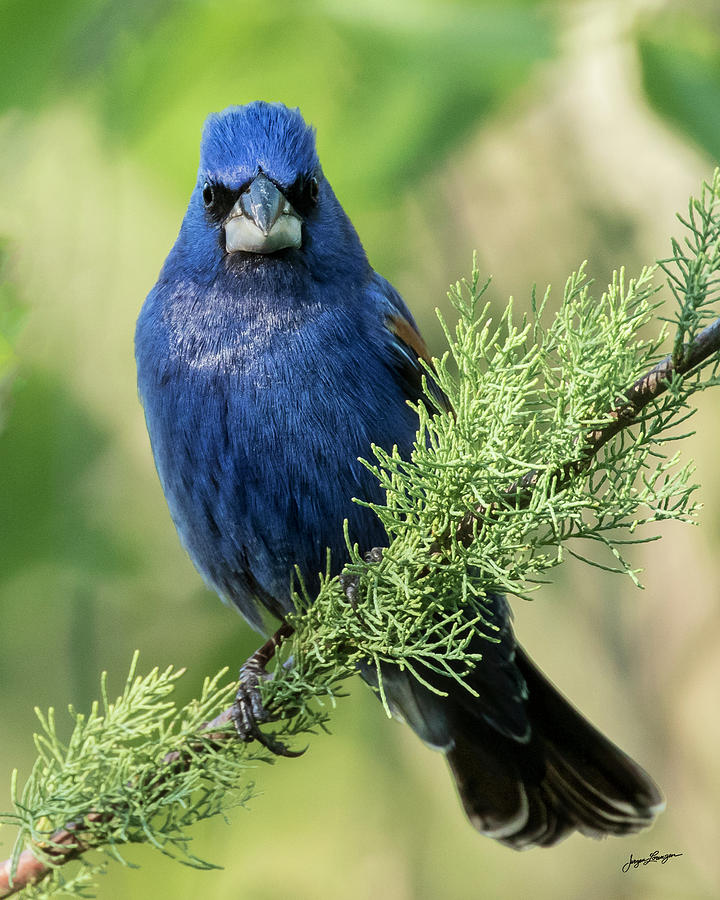Blue Grosbeak Photograph by Jurgen Lorenzen