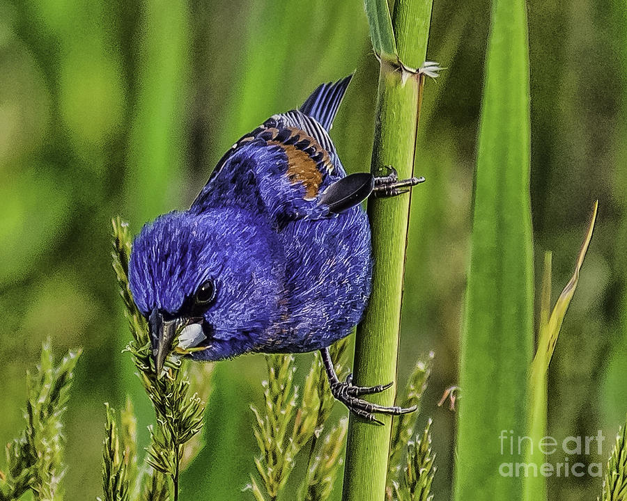 Blue Grosbeak on a reed Photograph by Nick Zelinsky Jr