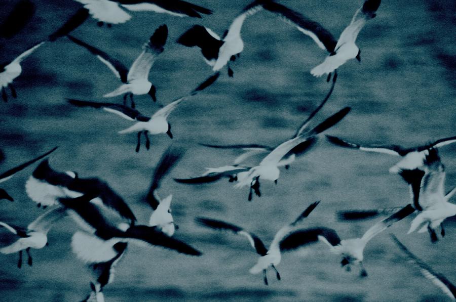 Blue Gulls Photograph by Jonathan Sabin