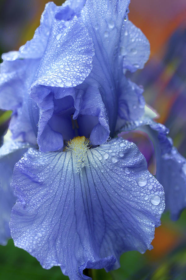 Iris Photograph - Blue Harmony by Vanessa Thomas