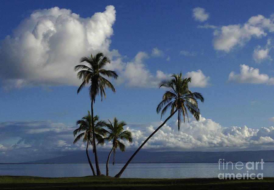 Blue Hawaii Photograph by Bob Christopher