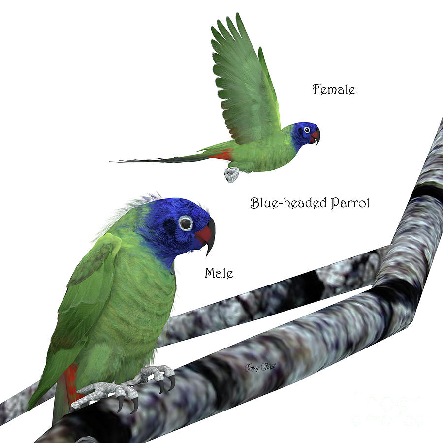 Parrot Digital Art - Blue-headed Parrot by Corey Ford