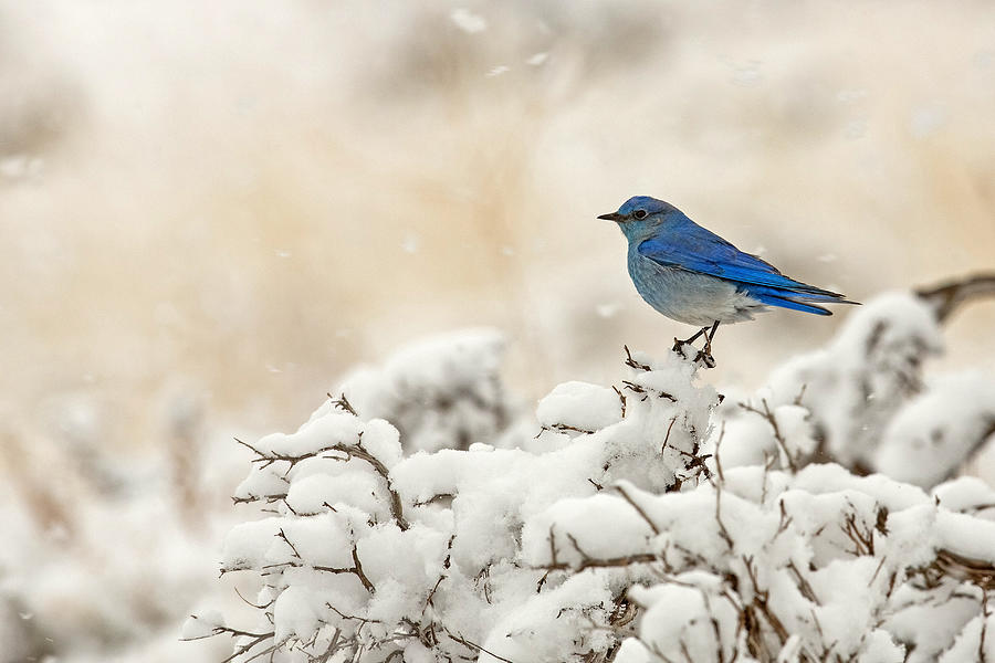 Wildlife Photograph - Blue Heaven by Sandy Sisti