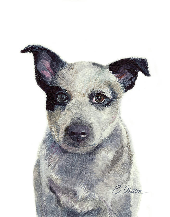 Trends For Blue Heeler Pup