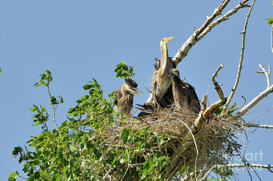 Blue Herion 13 Photograph by Greg Payne