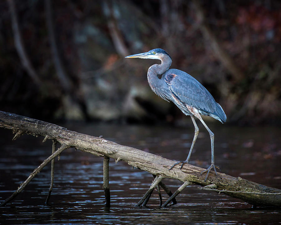 Blue Heron Photograph by Alan Raasch