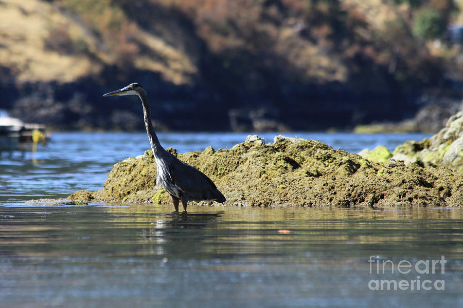 Blue Heron Photograph by Alyce Taylor