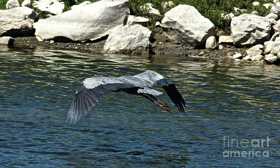 Blue Heron Photograph by Ann E Robson