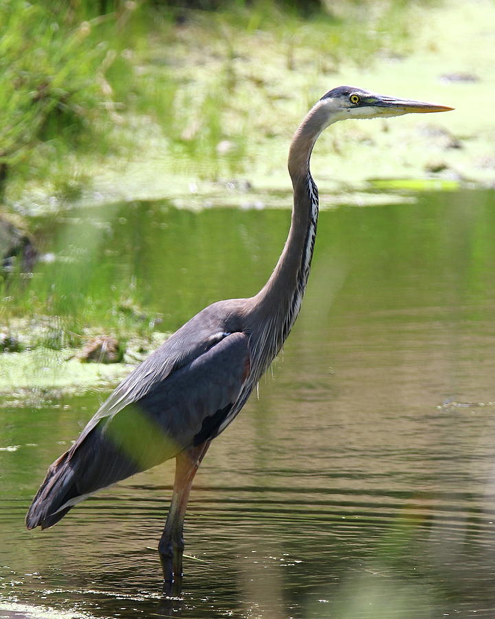 Blue Heron Photograph by Arvin Miner