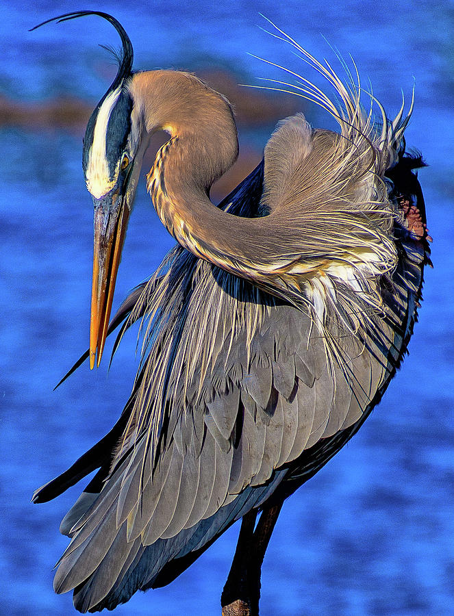 Blue Heron At Circle B Reserve Photograph By Michael Mcdonald - Fine ...