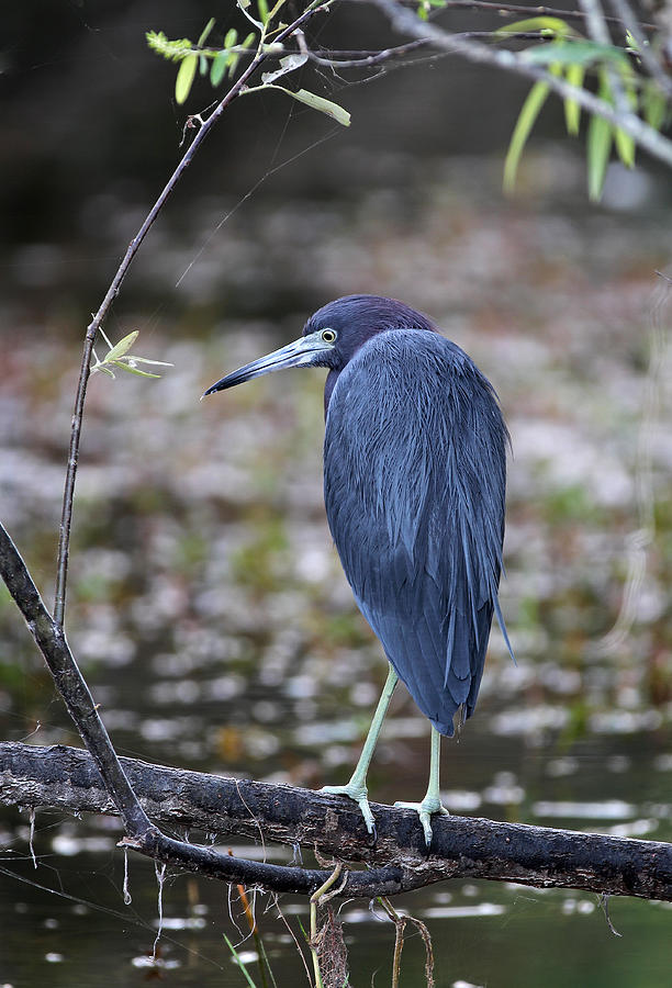 Blue Heron at Florida Everglades NP Photograph by Juergen Roth