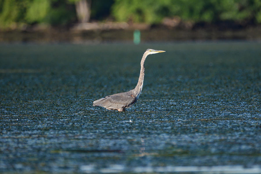 Blue Heron at Havre de Grace MD 3 Photograph by Krystal Billett | Pixels