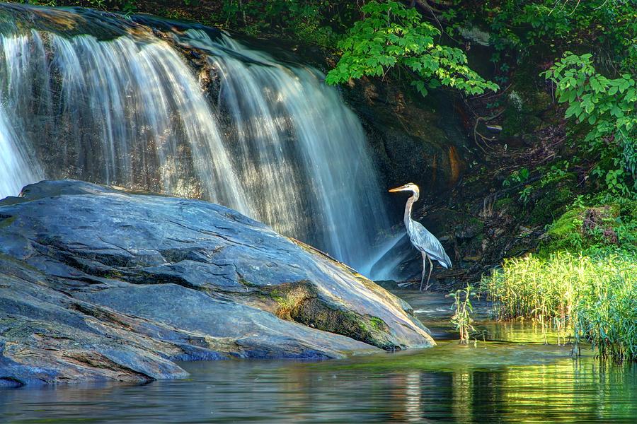 Blue Heron at Lake Brashears by Angela Comperry Blue Heron at Lake Brashears by Angela Comperry