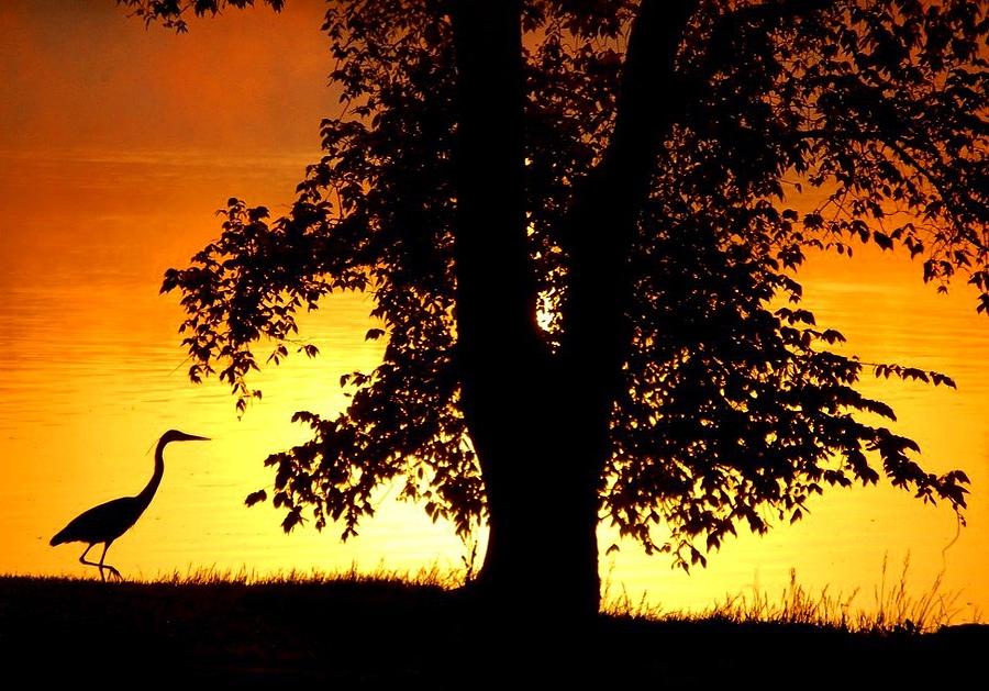 Blue Heron at Sunrise Photograph by Sumoflam Photography