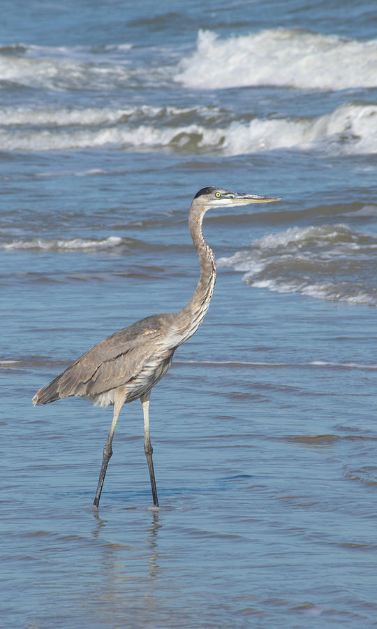 Blue Heron at the Sea Photograph by Austin Photography - Fine Art America