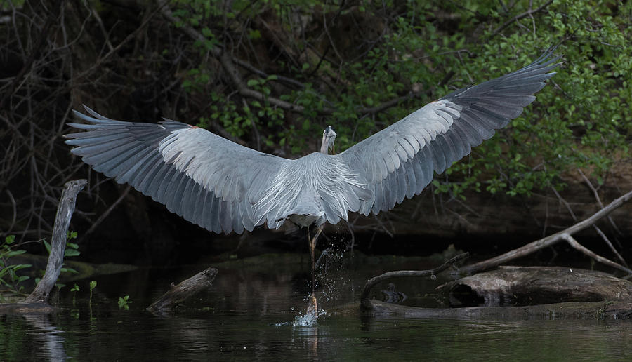 Blue Heron Back Feathers Photograph by Michael Hall