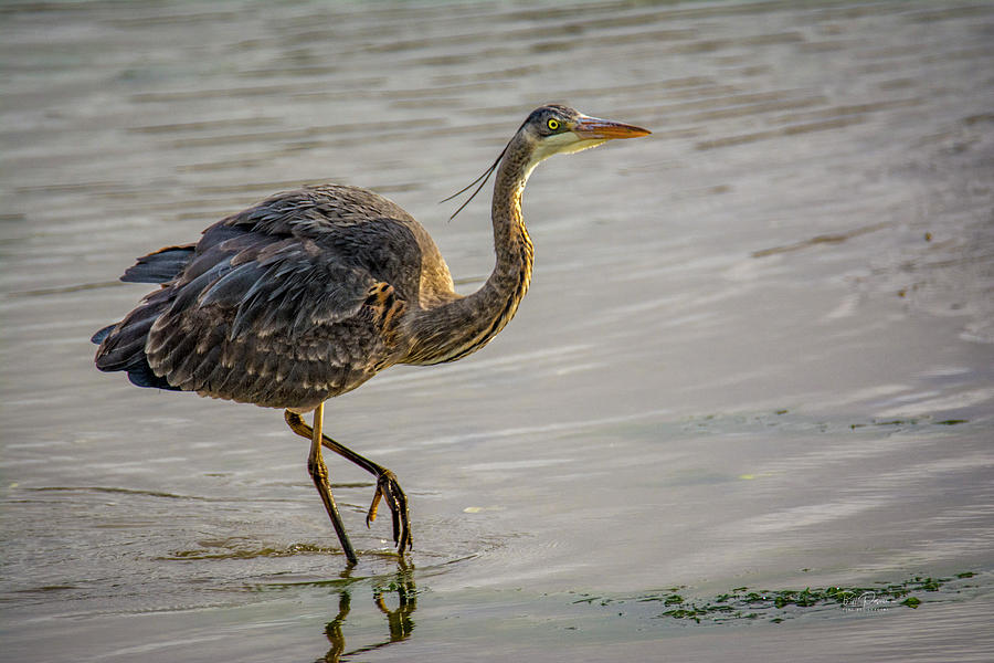Blue Heron Photograph by Bill Posner