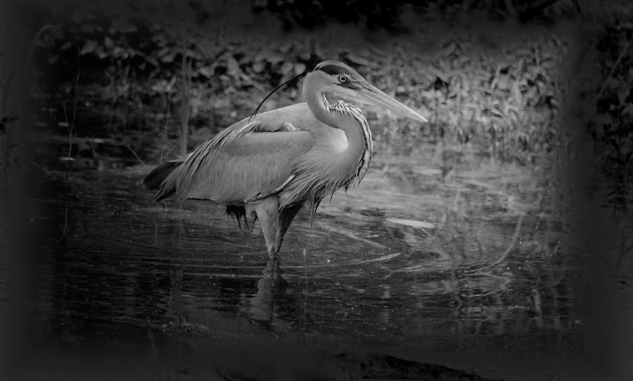 Blue Heron BW 15-03 Photograph by Maria Urso