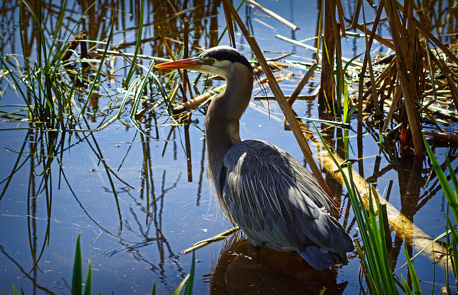 Blue Heron Photograph by Cameron Wood